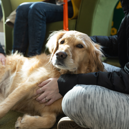 dog resting its head on a girl's lap